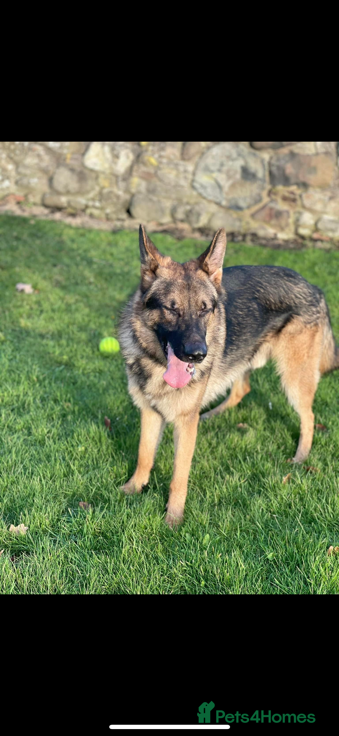 German Shepherd dogs for stud: West German working line for studying  - Image 3