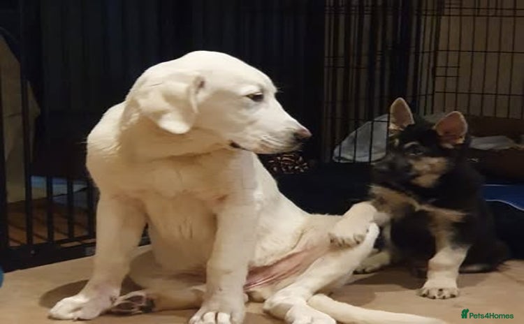 Central Asian Shepherd dogs - Advert 1
