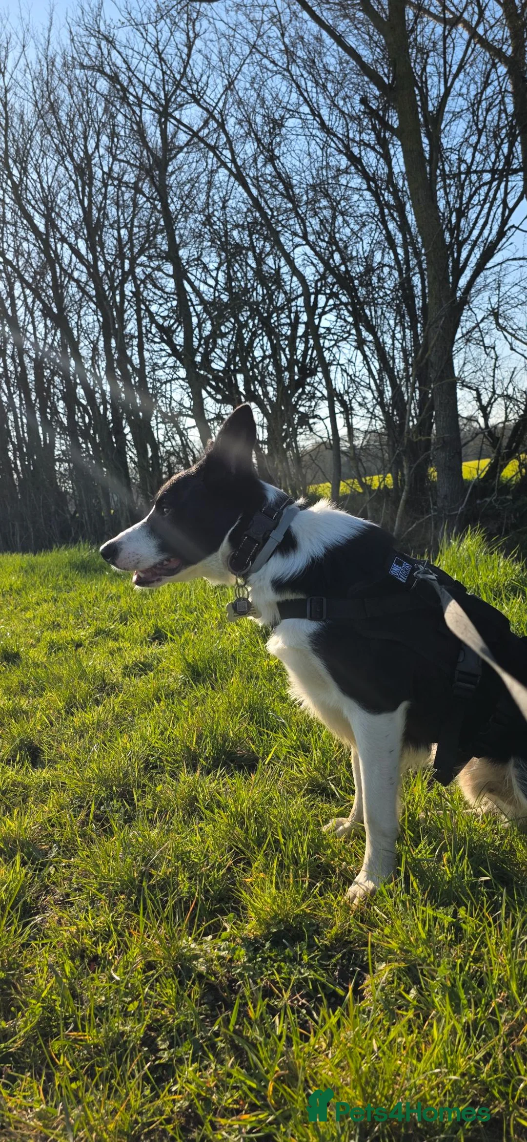 Border Collie dogs for sale: Looking for a Loving Forever Home - Advert 12