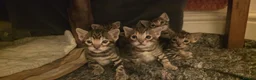 Bengal cats for sale: 🐾 Our beautiful Bengal kittens are now ready in Leicester - Advert 14