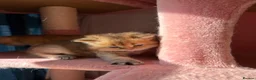 British Longhair cats for sale:  Golden shaded teddybear look british longhair  - Advert 9
