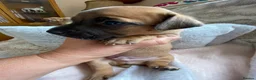 Jack Russell dogs for sale: Much Wenlock Rare Colour Jack Russell Pups Merle - Advert 20