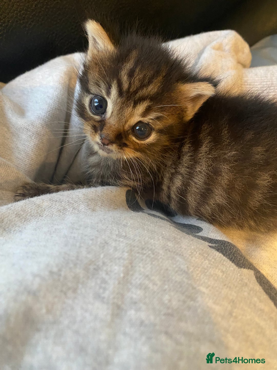 Mixed Breed cats for sale: 🌟 Agnes – A Tiny Girl With the Biggest Soul 🌟 - Advert 6