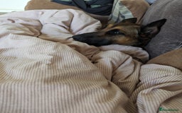 Belgian Shepherd Dog dogs for sale: Belgian Malinois For Sale - Image 12