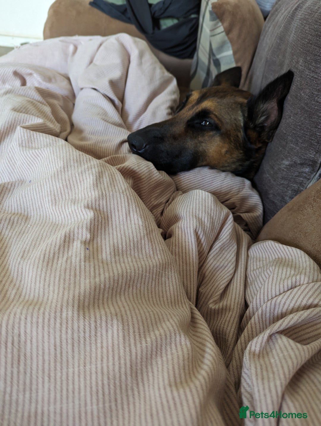 Belgian Shepherd Dog dogs for sale: Belgian Malinois For Sale - Image 12