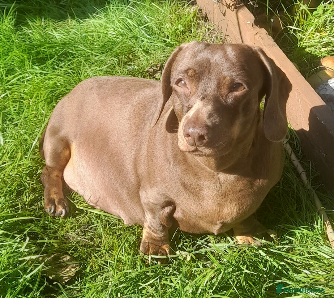 Dachshund dogs for sale: Mini dachshund for sale  - Advert 1