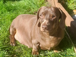 Dachshund dogs Mini dachshund for sale - Advert 1