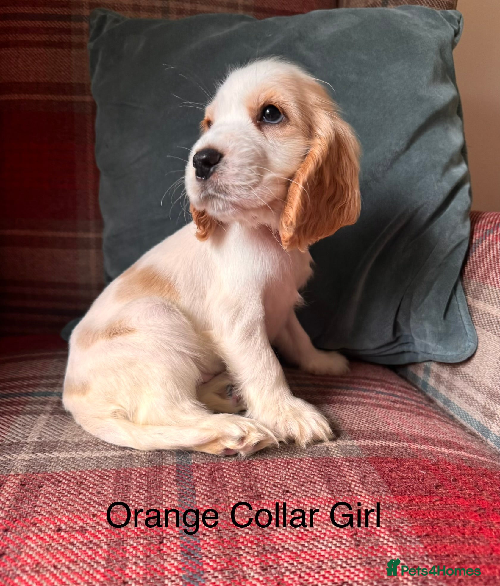 Cocker Spaniel dogs for sale: KC Registered, health tested, show type puppies - Advert 1
