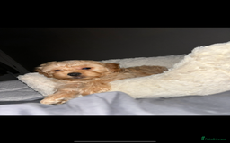 Yorkiepoo dogs for stud: Yorkiepoo STUD - Image 5