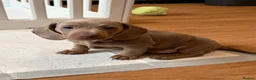Miniature Dachshund dogs for sale: Kc miniature dachshunds  - Advert 6
