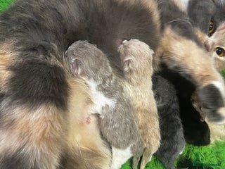 British Shorthair cats 🏆 Beautiful litter british shorthair babies 🥇 - Advert 3