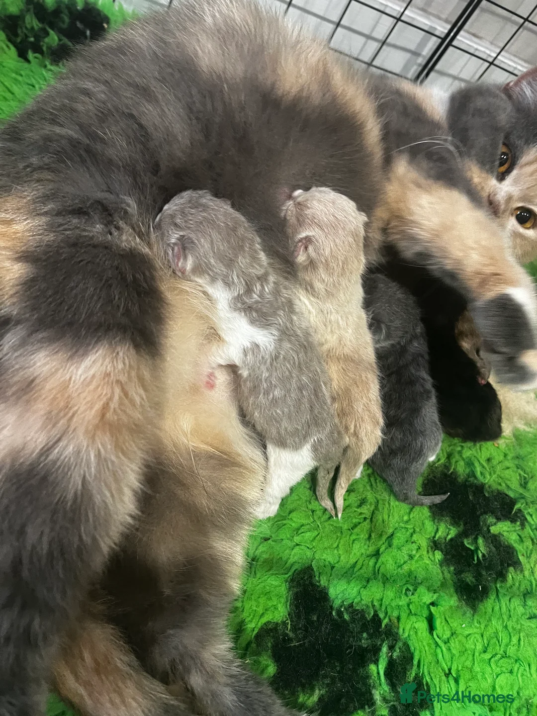 British Shorthair cats for sale: 🤎Choc, Cinnamon, Lilac & Fawn waiting list 🤎 - Advert 3