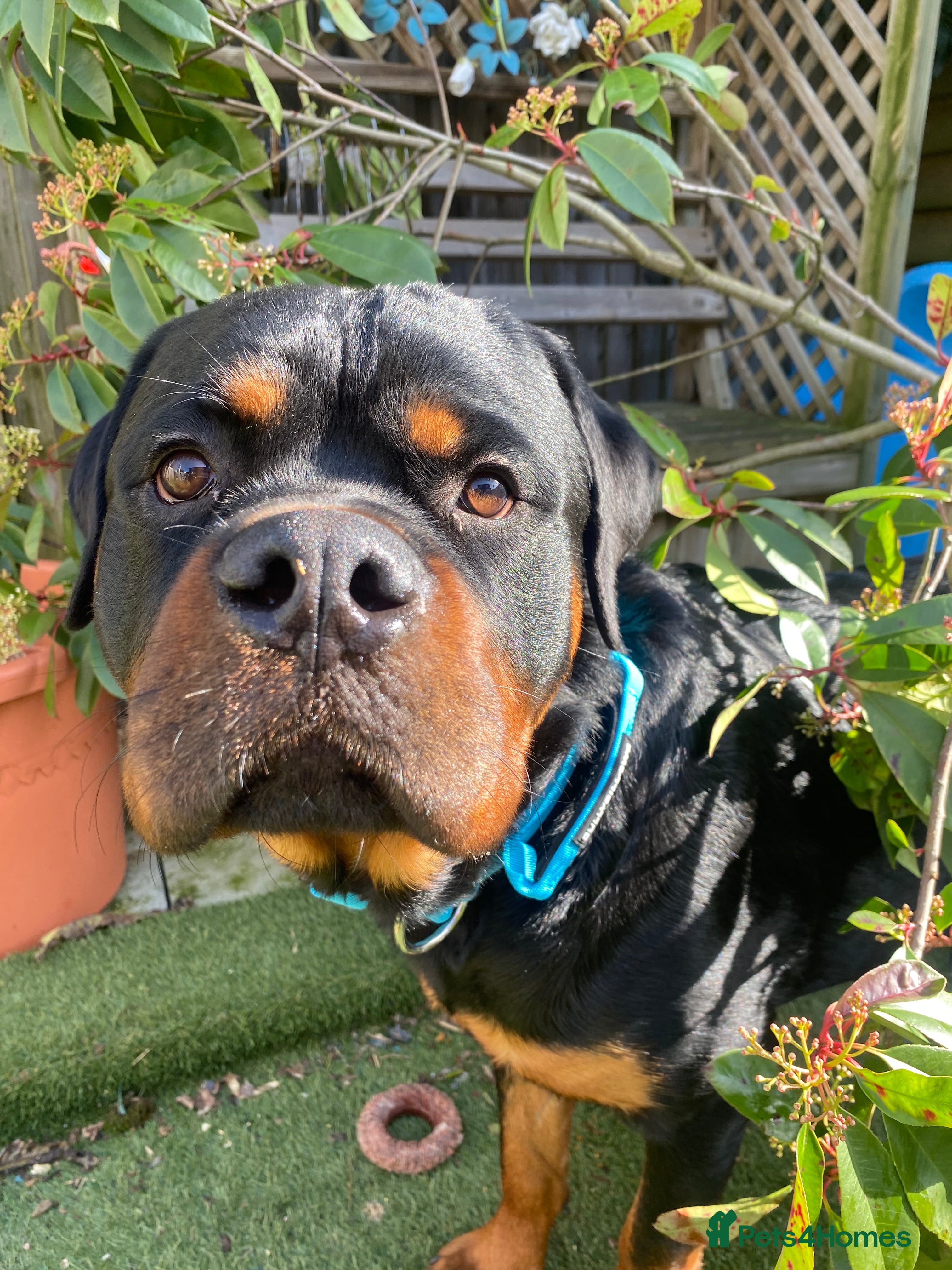 Rottweiler dogs 11 month old male rotweiller - Advert 9