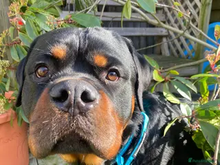 Rottweiler dogs 11 month old male rotweiller - Advert 9