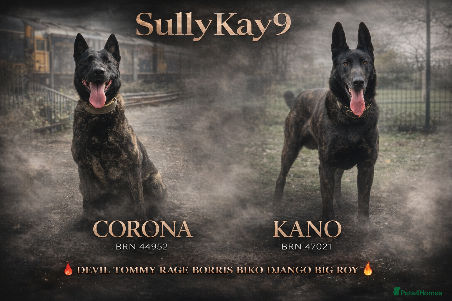 Belgian Shepherd Dog dogs Dutch Shepards / Dutch Herders  - Advert 1