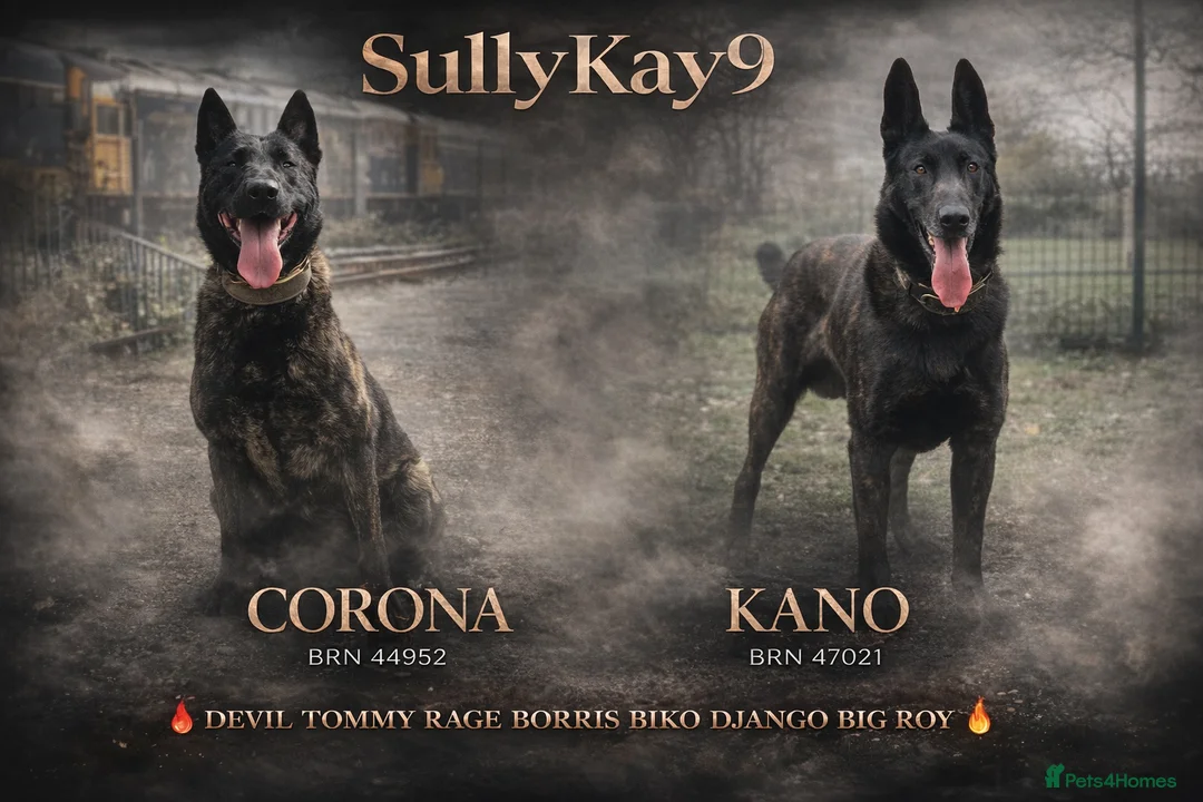 Belgian Shepherd Dog dogs for sale: Dutch Shepards / Dutch Herders  - Advert 1