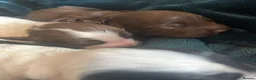 Cocker Spaniel dogs for sale: Beautiful Cocker Spaniel puppies  in Sheffield - Advert 32