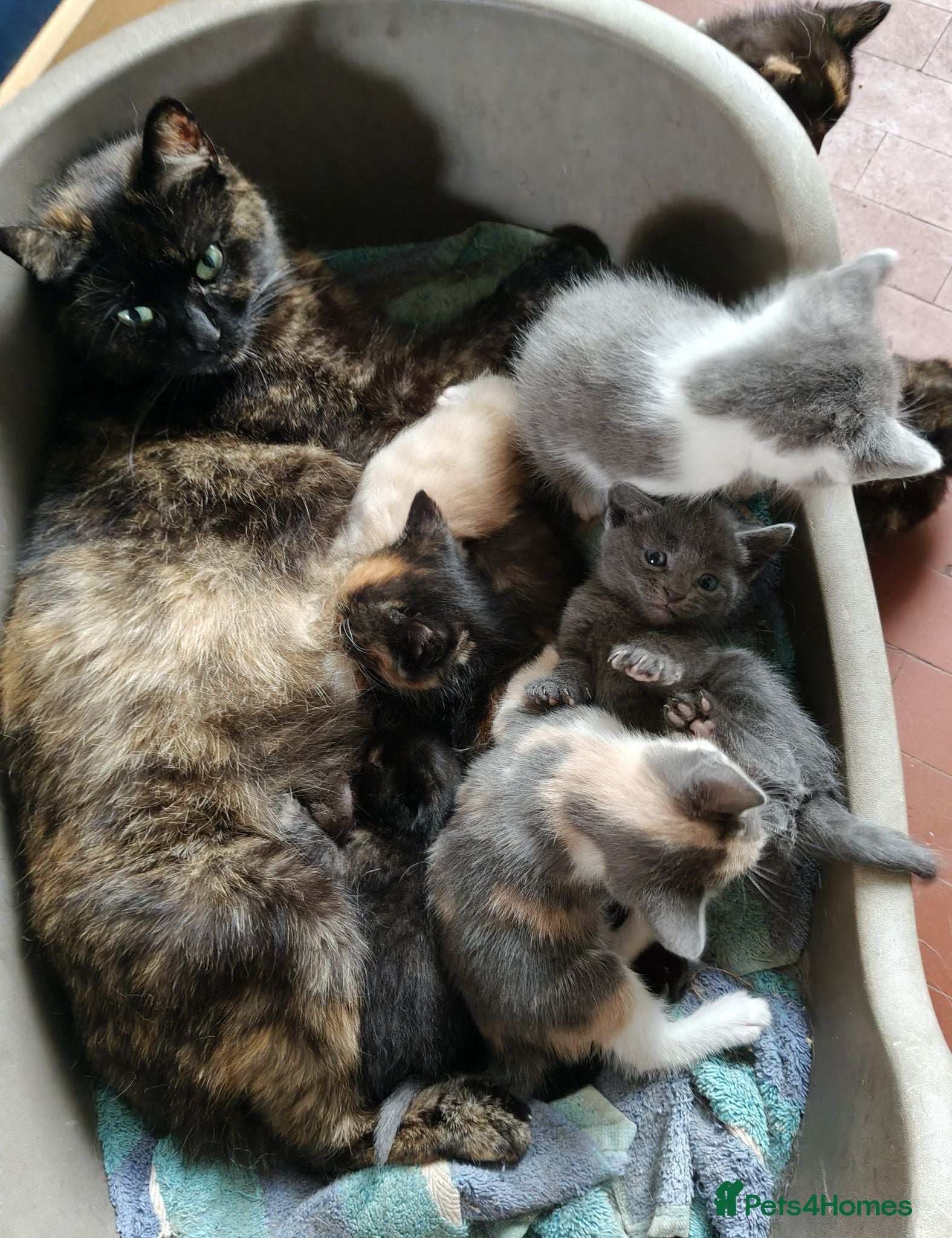 Mixed Breed cats Gorgeous kittens - Advert 1
