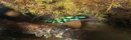 Frog reptiles for sale: Adult Dendrobates auratus Green & Black Dart Frogs - Advert 2