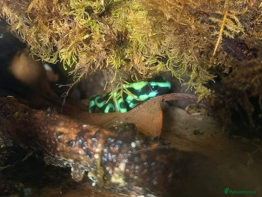Frog reptiles for sale: Adult Dendrobates auratus Green & Black Dart Frogs - Advert 2