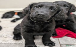 Flat coated Retriever dogs for sale: READY NOW Flat Coated Retriever Puppies - Image 20