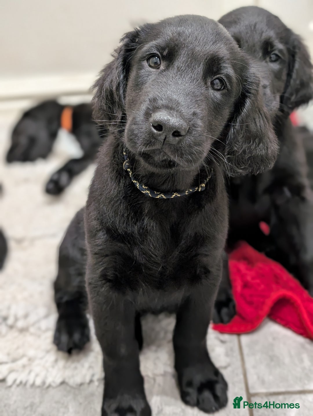 Flat coated Retriever dogs for sale: READY NOW Flat Coated Retriever Puppies - Image 20