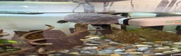 Turtle reptiles for sale: Pinked bellied sliders in Gosport - Advert 2