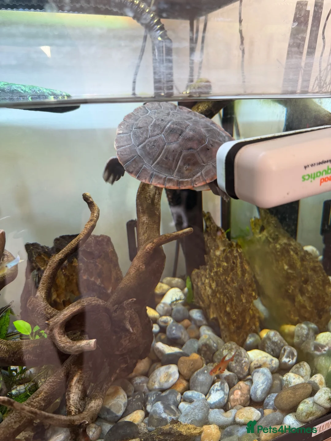 Turtle reptiles for sale: Pinked bellied sliders in Gosport - Advert 2