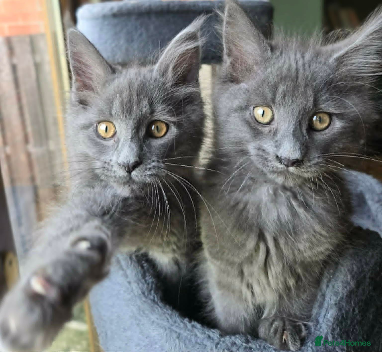Maine Coon cats GCCF Blue Maine Coon litter  - Advert 3