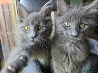Maine Coon cats GCCF Blue Maine Coon litter - Advert 11