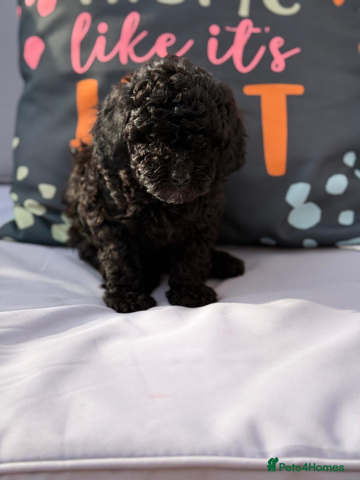 Cockapoo dogs Toy Cockapoo Puppies | DNA & Health Tested Parents - Advert 2