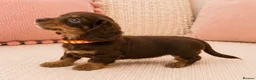 Miniature Dachshund dogs for sale: 5* licensed KC long haired miniature Dachshunds  - Advert 5
