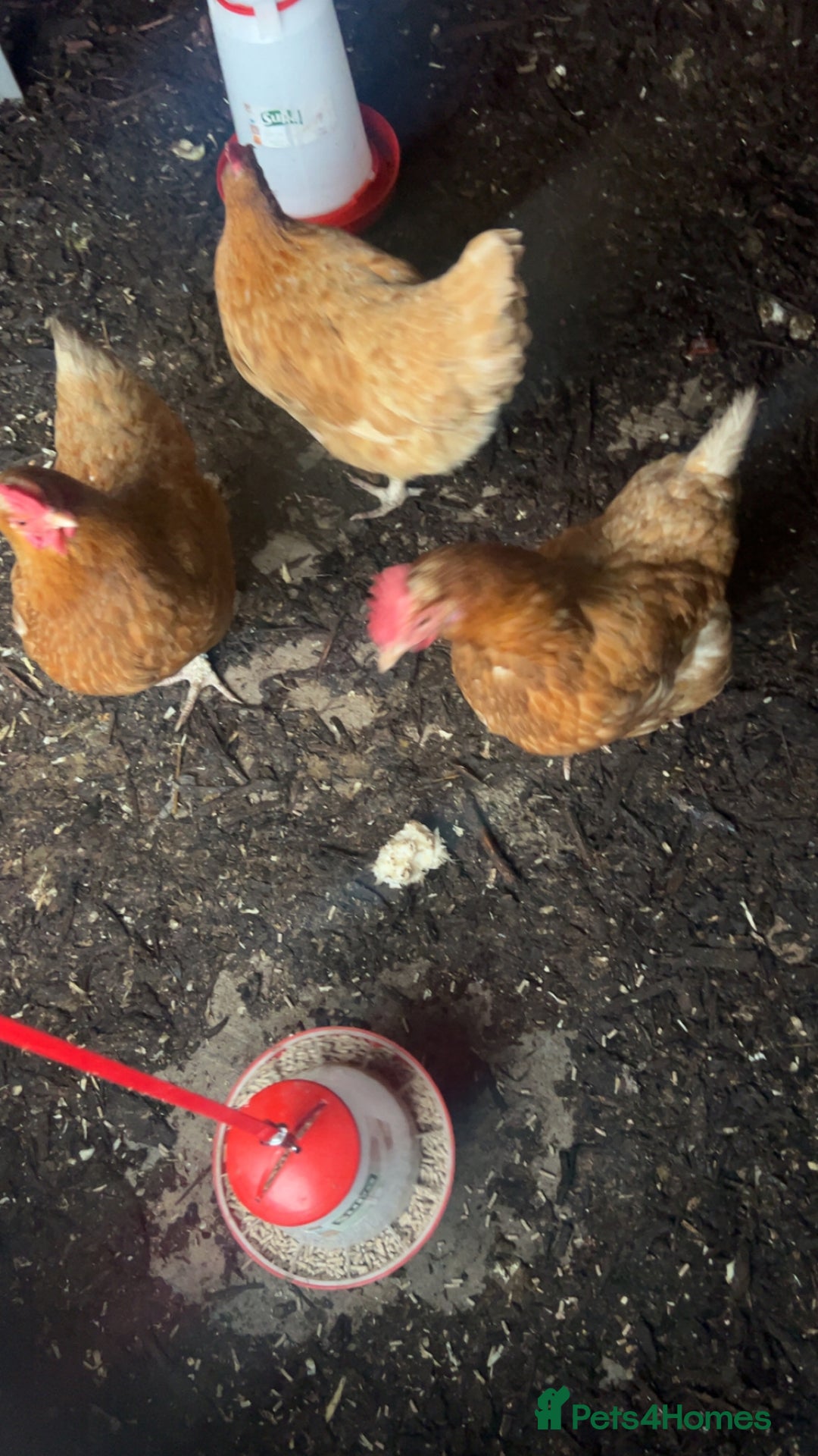 Chickens poultry for sale: 3 Laying Hens  - Advert 6