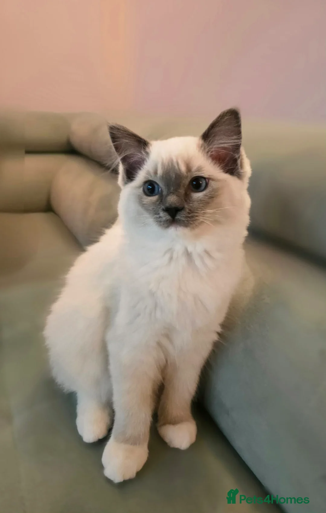 Ragdoll cats for sale: Ragdoll  - Advert 4