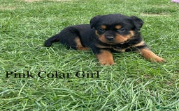 Rottweiler dogs for sale: 4 Beautiful KC Registered Rottweiler Puppies - Image 4