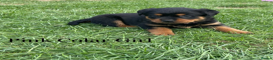 Rottweiler Puppy 3