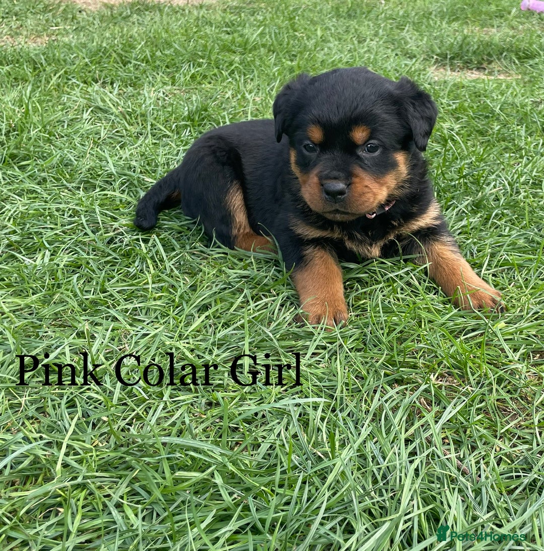 Rottweiler dogs for sale: 4 Beautiful KC Registered Rottweiler Puppies - Image 4