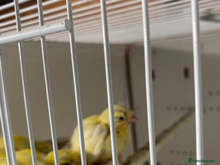 Canaries birds Canaries FIFES for sale - Advert 1