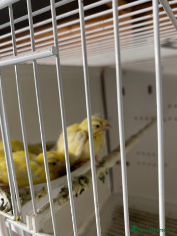 Canaries birds Canaries FIFES for sale - Advert 1