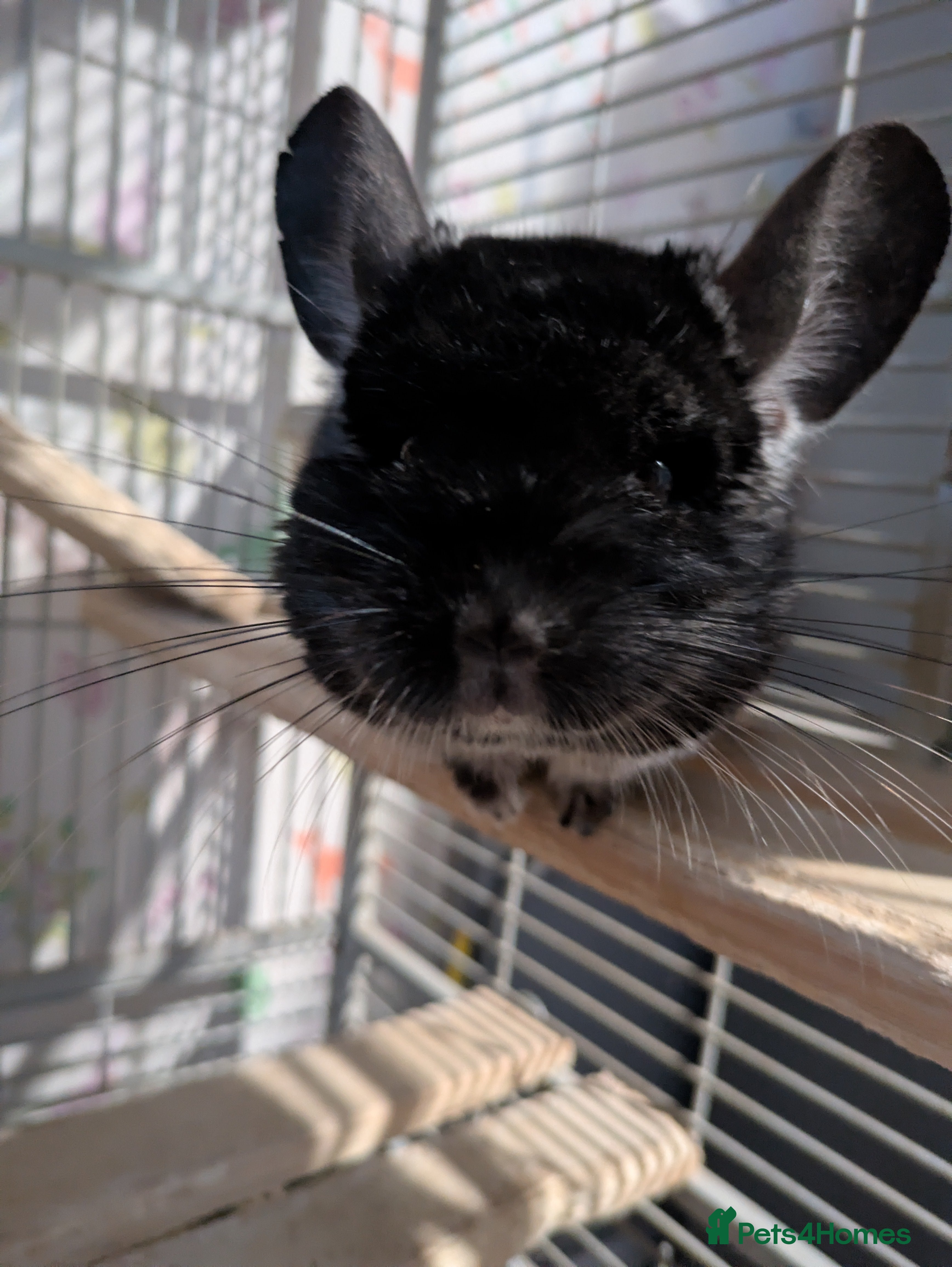 Chinchilla rodents Male Chinchilla  - Advert 13