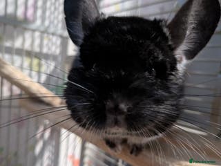 Chinchilla rodents Male Chinchilla - Advert 1