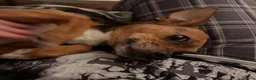 Jack Chi dogs for sale: Adult male Chihuahua/Jack Russell  in Glasgow - Advert 3