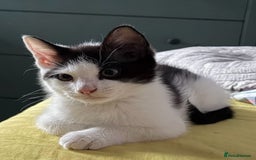 Mixed Breed cats for sale: 2 female an one male - Image 6