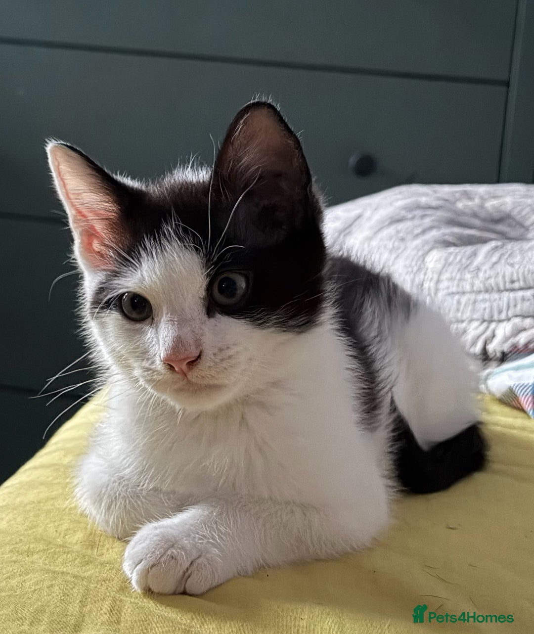 Mixed Breed cats for sale: 2 female an one male - Image 6