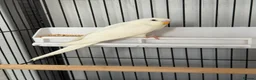 Budgerigars birds for sale: Breeding pairs budgies  - Advert 8
