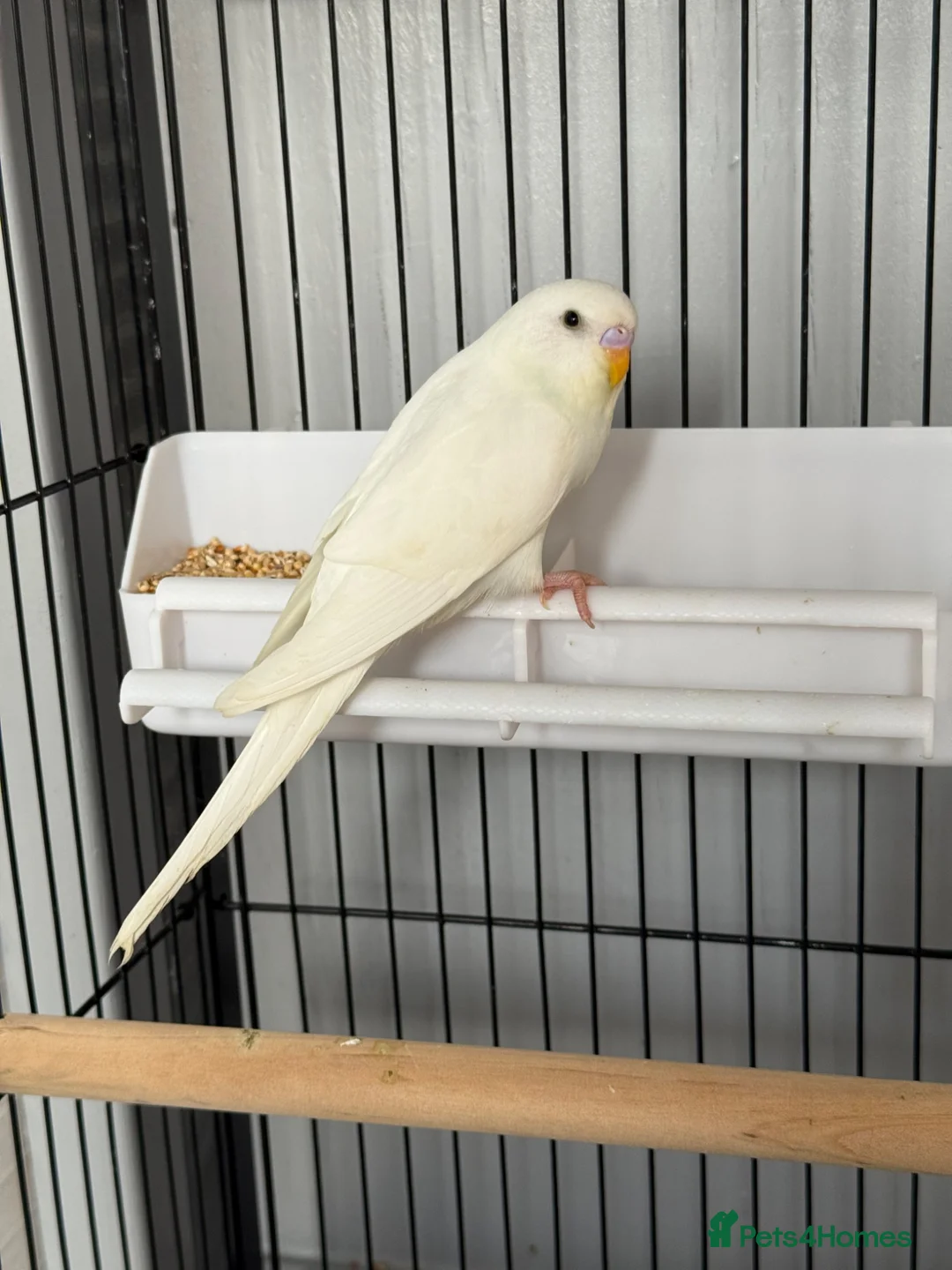 Budgerigars birds for sale: Breeding pairs budgies  - Advert 8