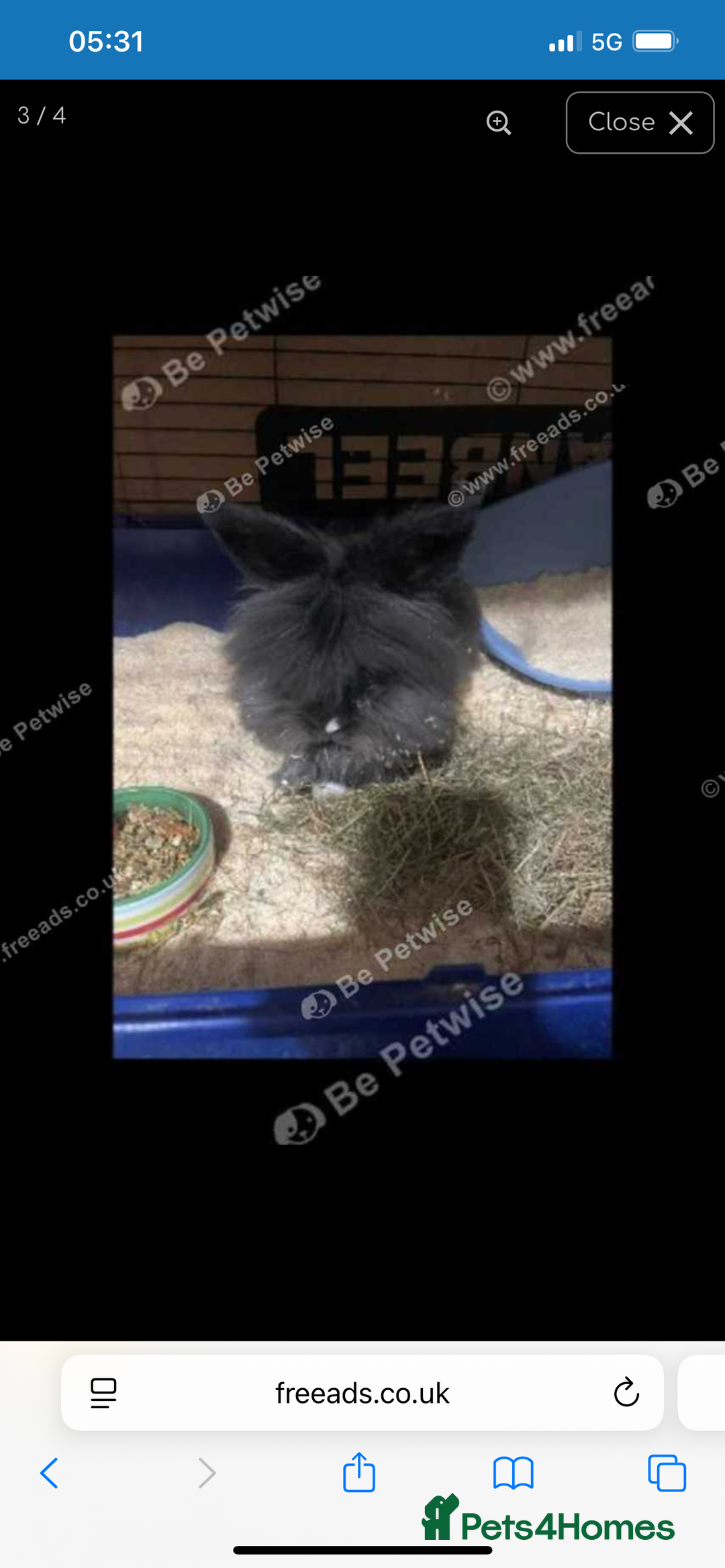Lionhead rabbits for sale: Male Lionhead for sale  - Advert 2