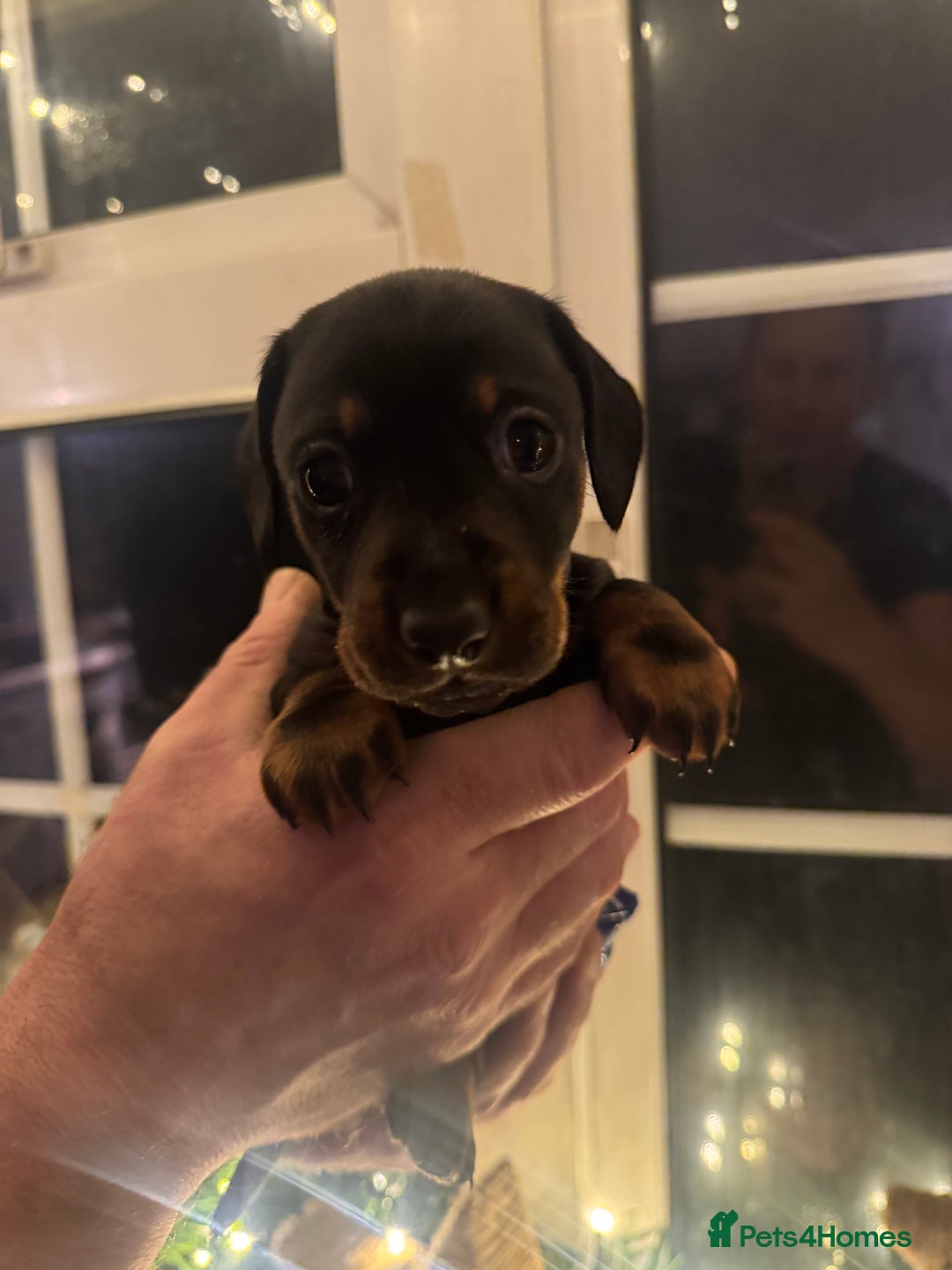 Miniature Dachshund dogs for sale: Gorgeous miniature dachshunds   - Advert 7