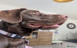 Springador dogs for sale: Beautiful springador girl - Image 4