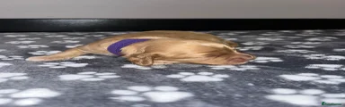 Cockapoo Puppy 4